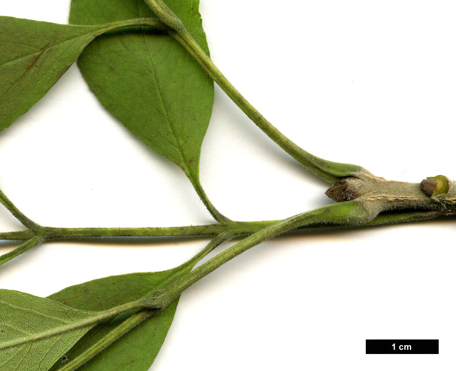 High resolution image: Family: Oleaceae - Genus: Fraxinus - Taxon: velutina - SpeciesSub: var. toumeyi